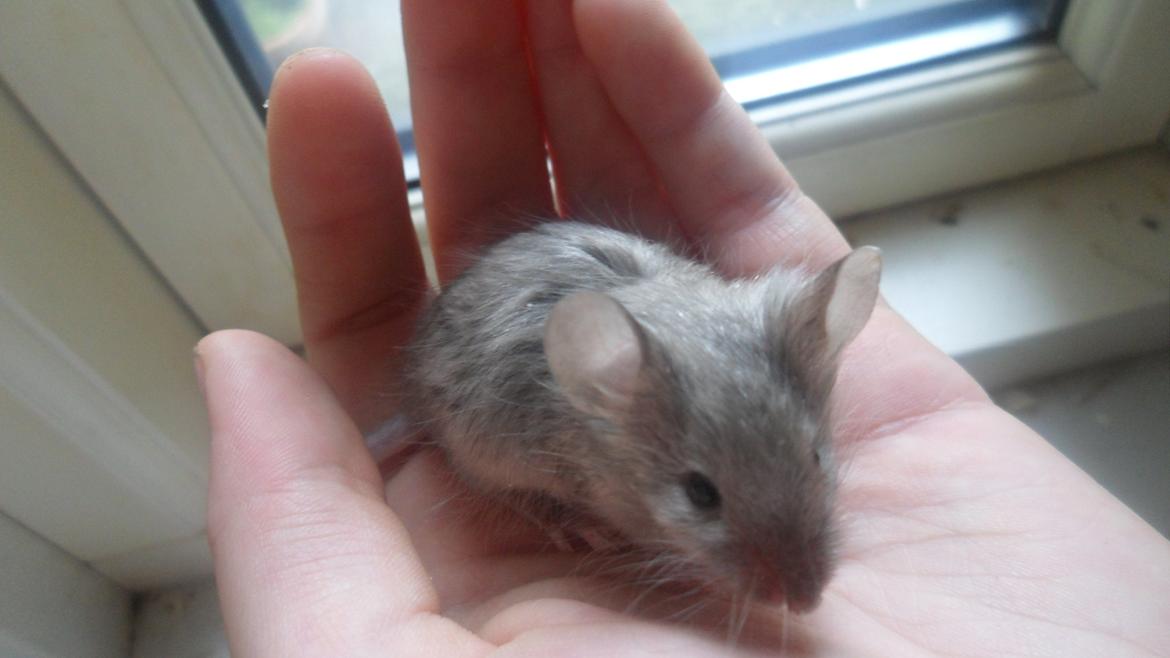 Mus Kinzoku billede 4