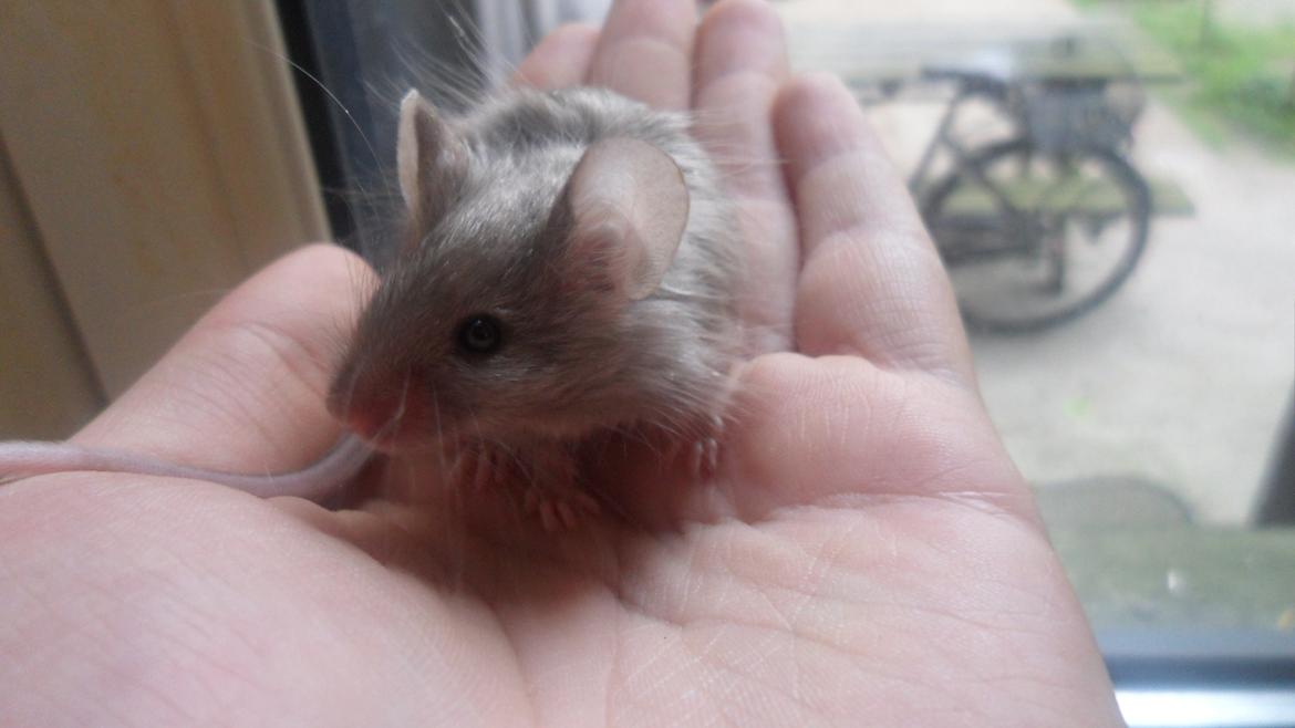 Mus Kinzoku billede 5