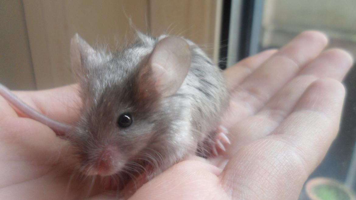 Mus Kinzoku billede 6