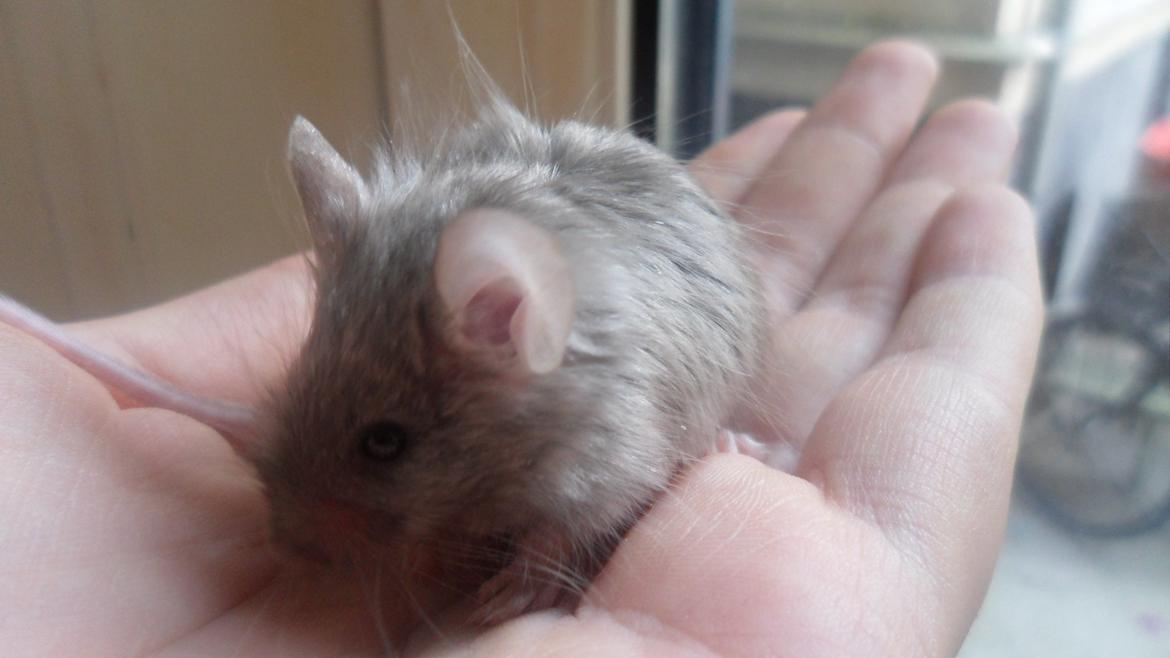 Mus Kinzoku billede 7