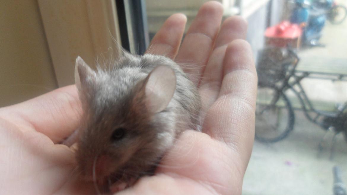 Mus Kinzoku billede 8