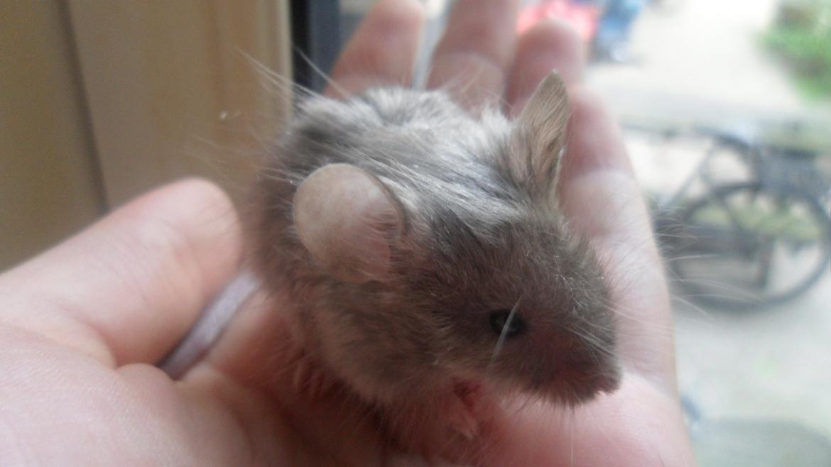 Mus Kinzoku billede 9