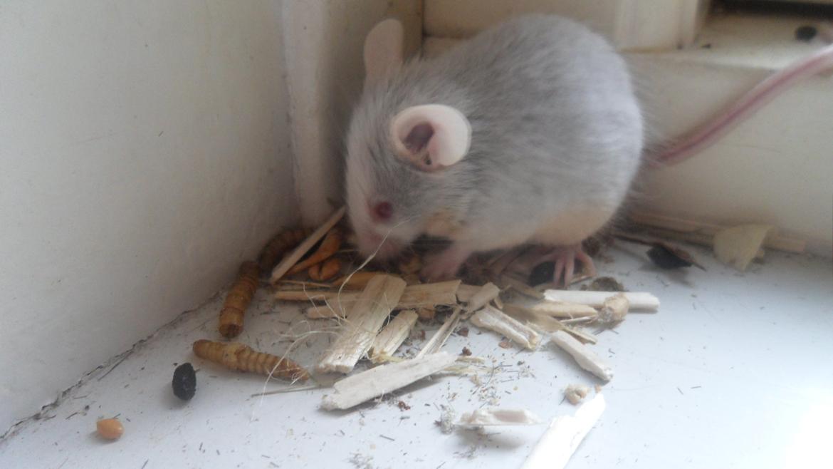 Mus Shibo Sukin billede 1