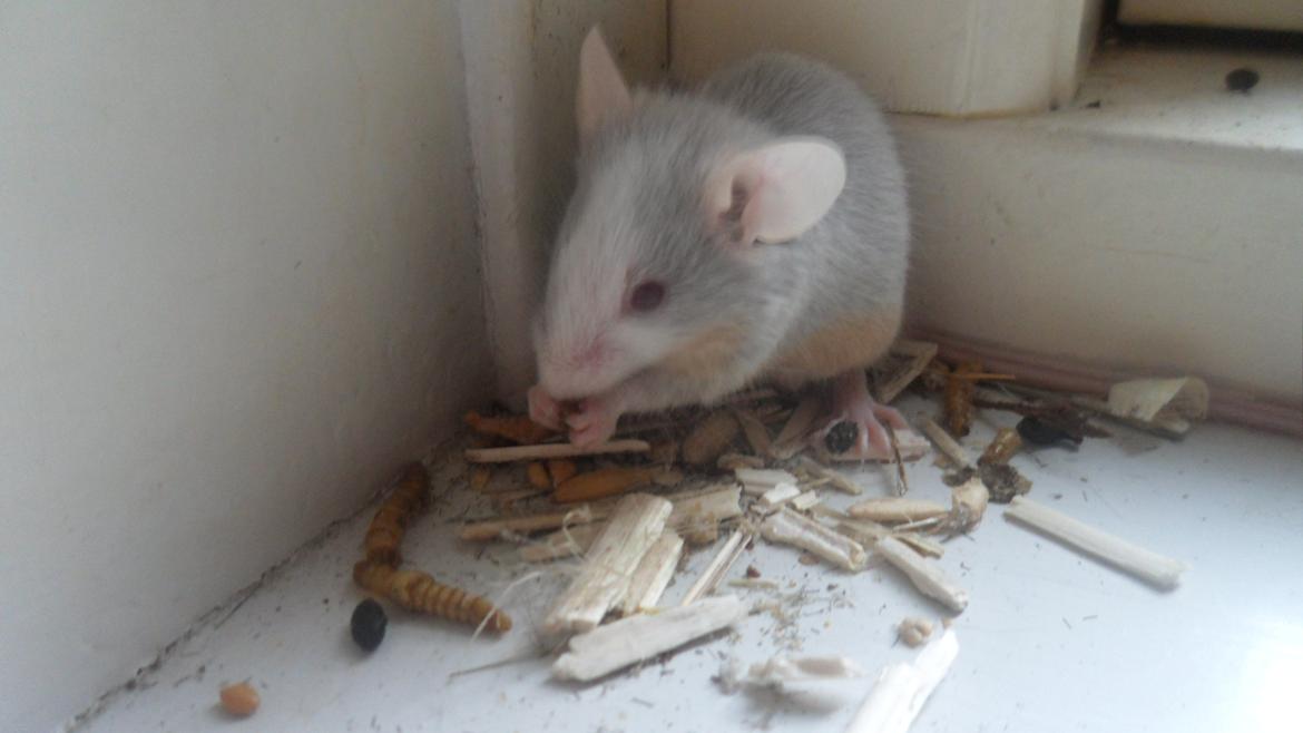 Mus Shibo Sukin billede 2