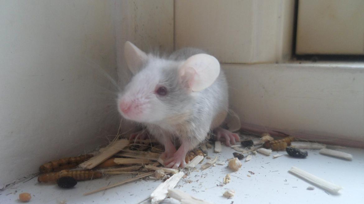 Mus Shibo Sukin billede 4