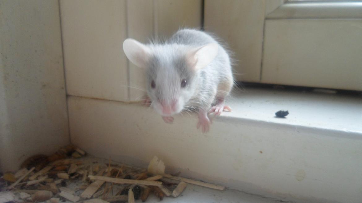 Mus Shibo Sukin billede 5