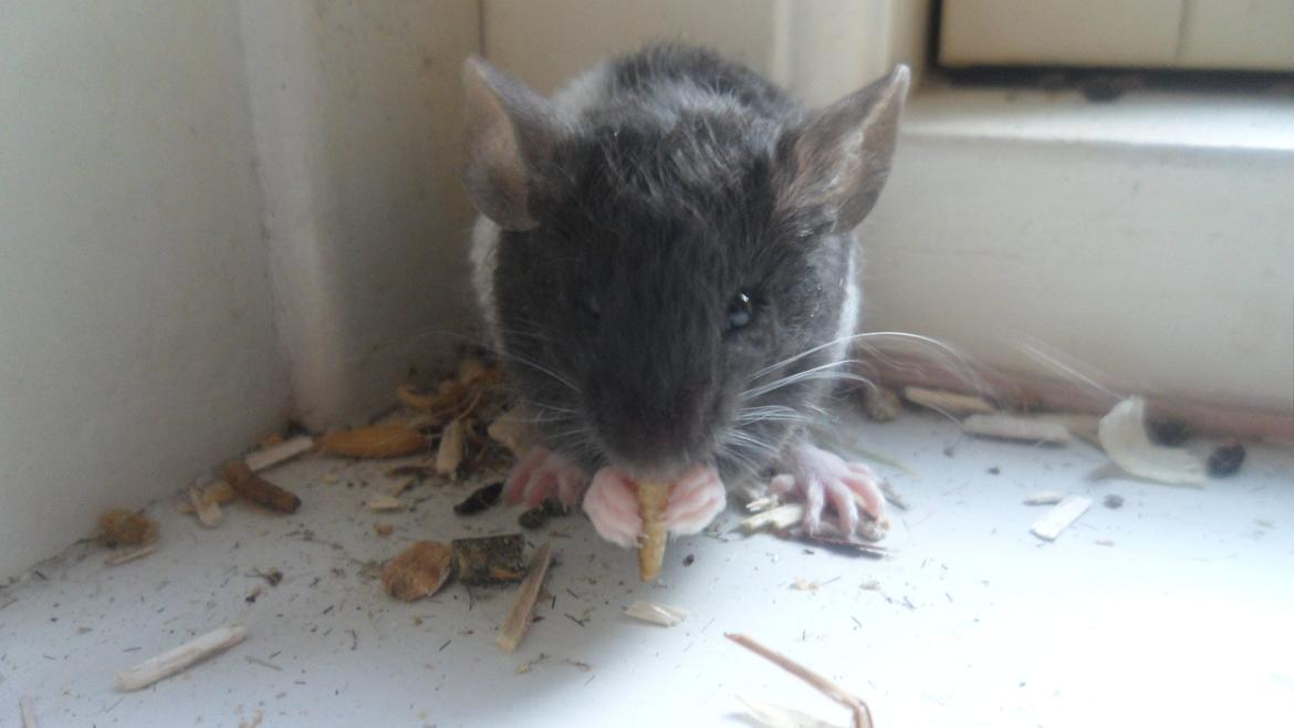 Mus Shirokuro billede 1