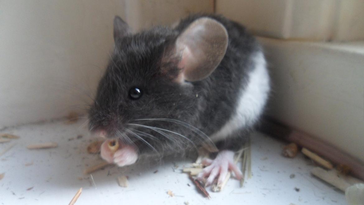 Mus Shirokuro billede 2