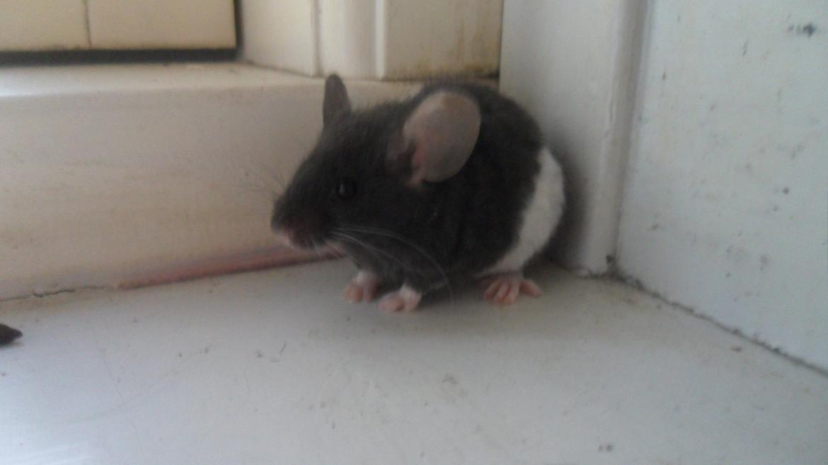 Mus Shirokuro billede 3