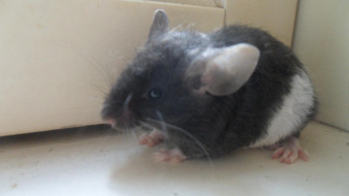 Mus Shirokuro billede 4