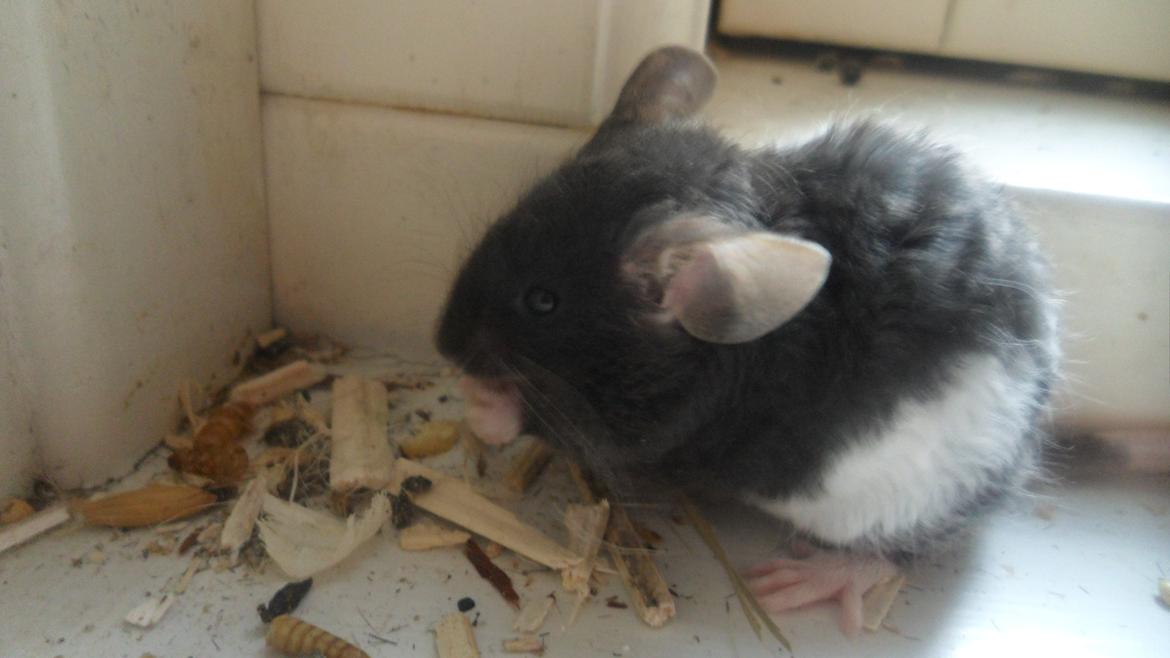 Mus Shirokuro billede 5