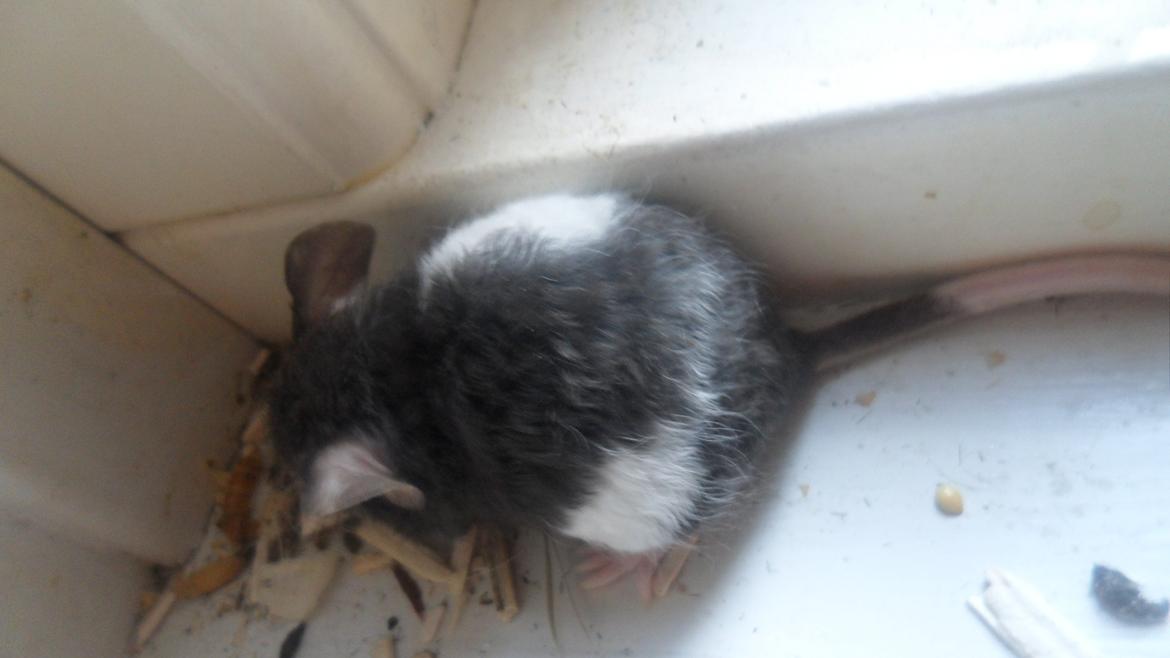 Mus Shirokuro billede 6