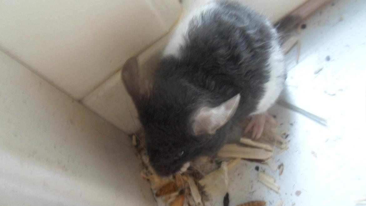 Mus Shirokuro billede 7