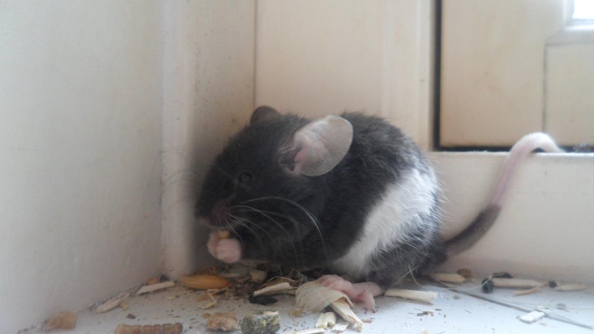 Mus Shirokuro billede 8