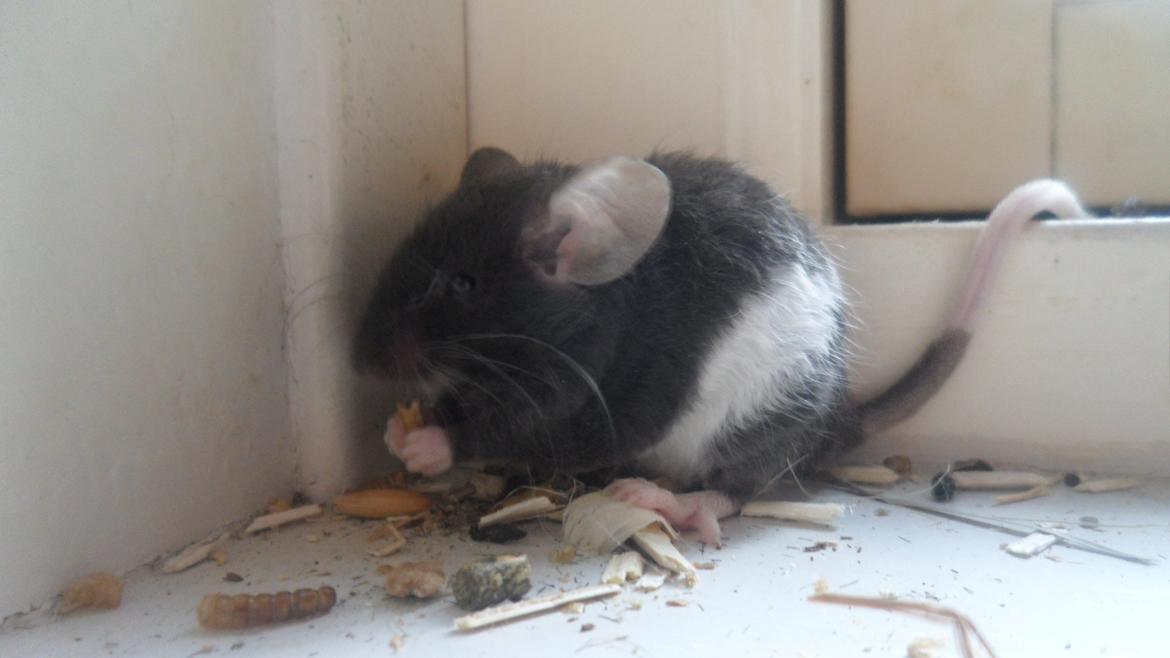 Mus Shirokuro billede 9