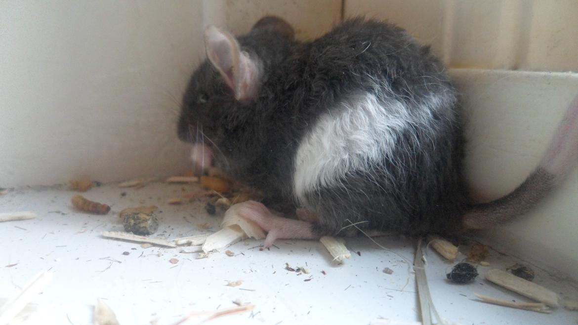 Mus Shirokuro billede 10