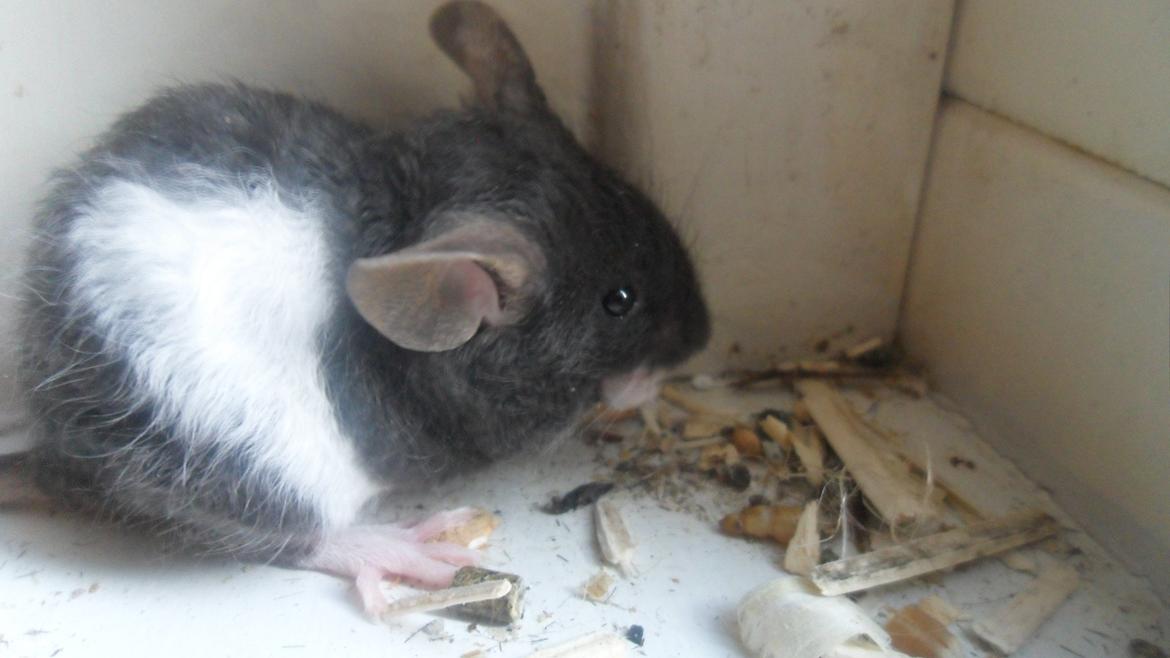 Mus Shirokuro billede 11