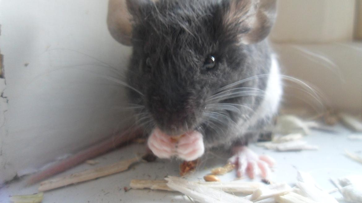 Mus Shirokuro billede 12