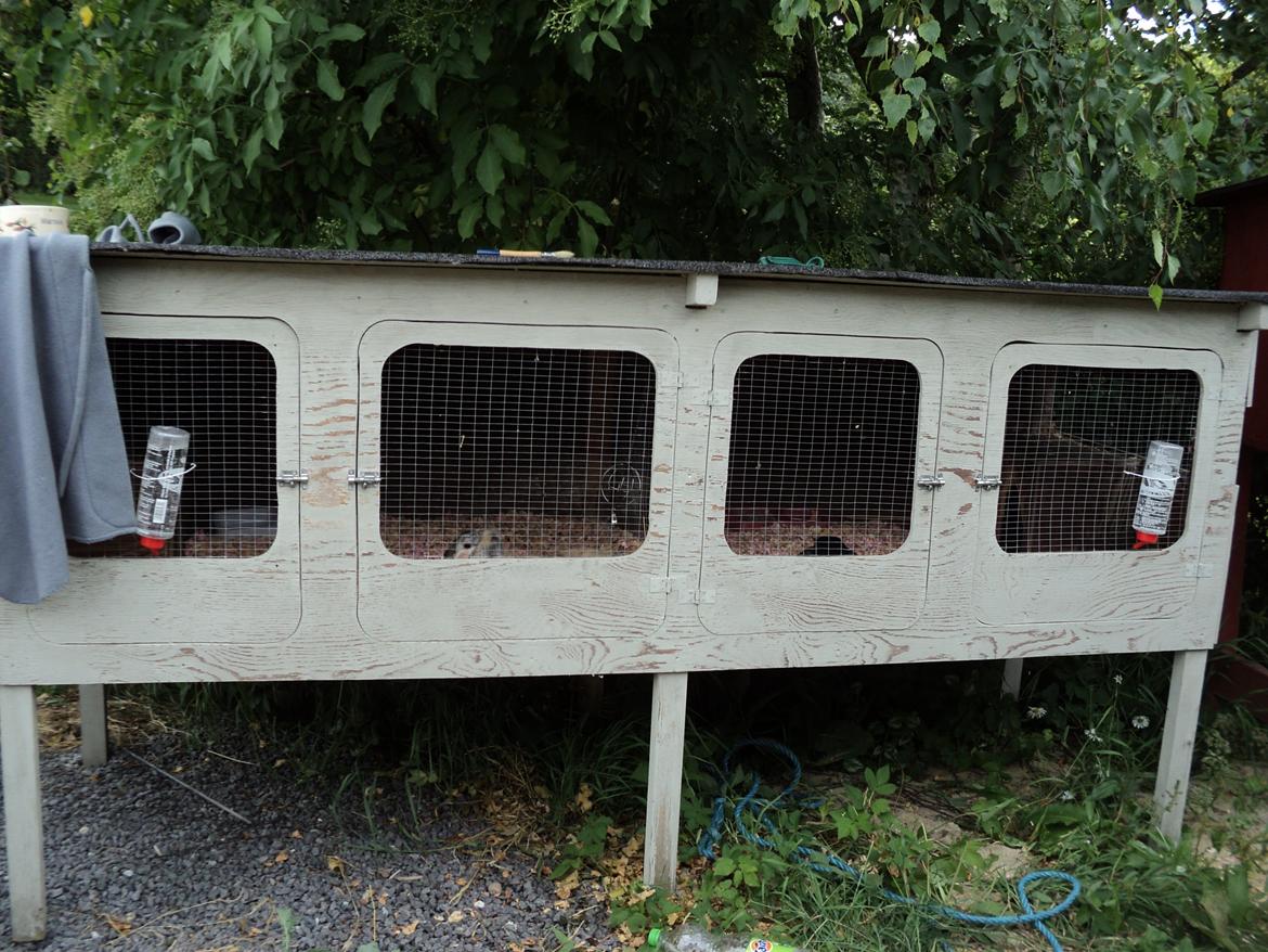 Kanin The Way of Mississippi ( Missi) billede 10