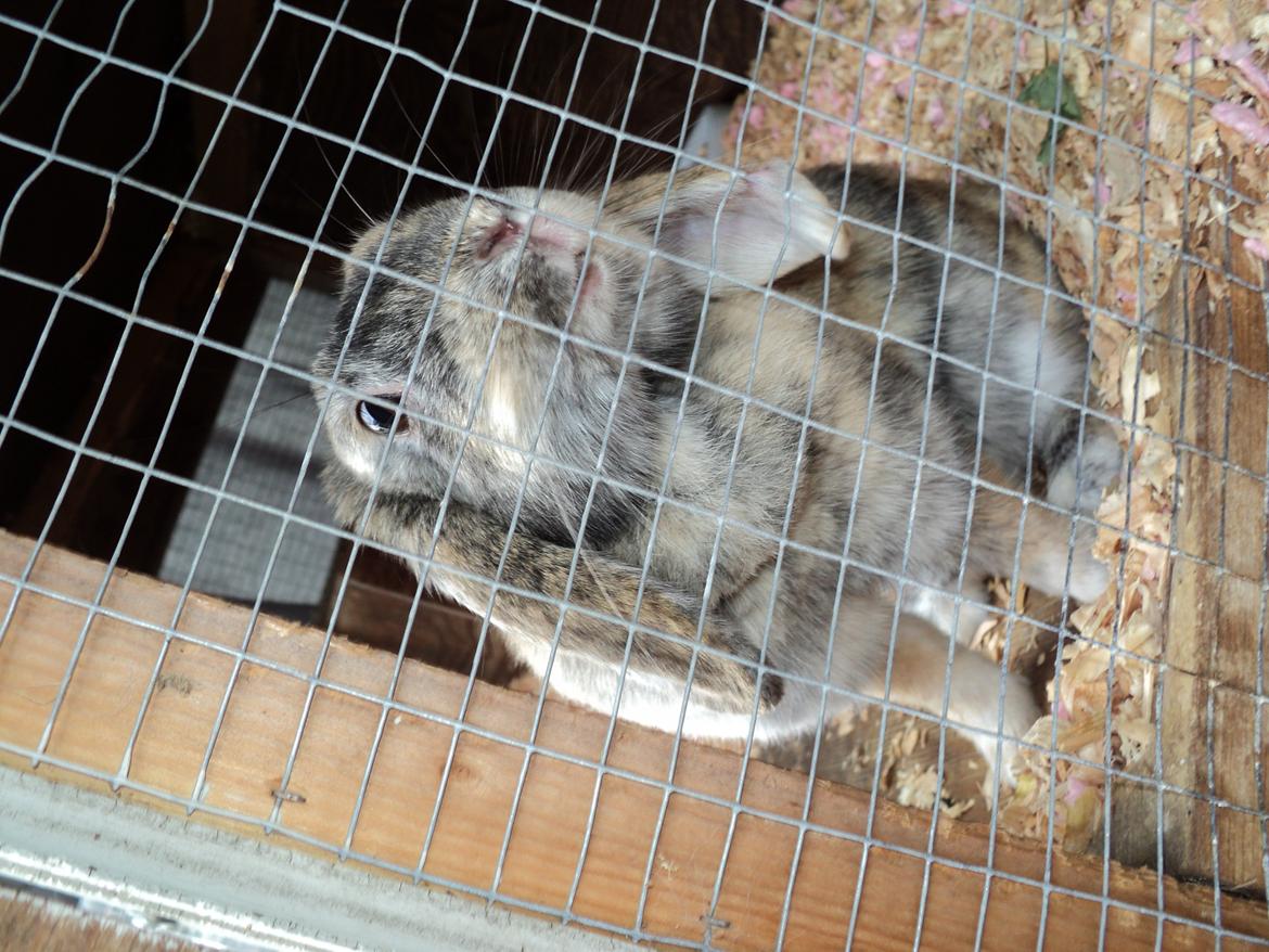 Kanin The Way of Mississippi ( Missi) billede 11