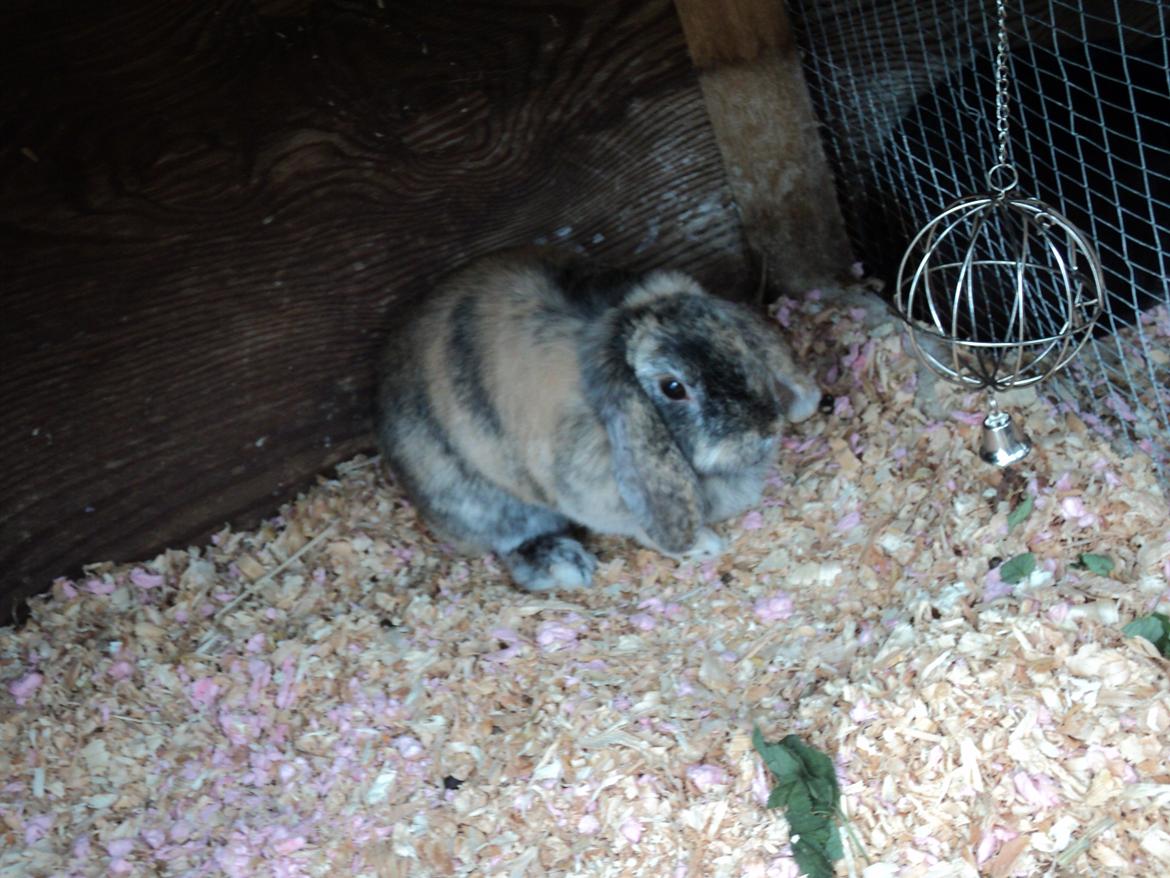 Kanin The Way of Mississippi ( Missi) billede 12