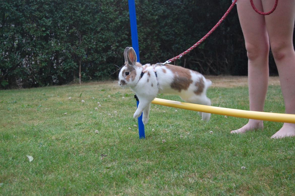 Kanin Hyggegården´s Ninus<3 (Stjernen) My little s billede 21