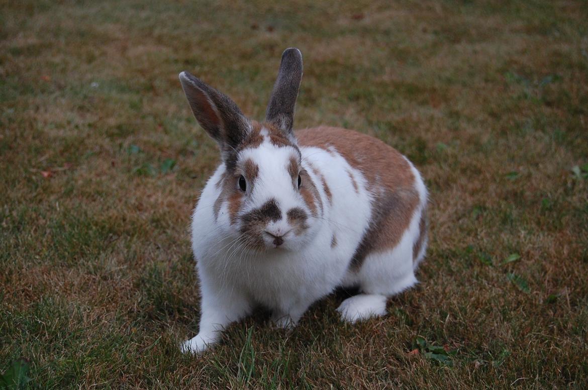 Kanin Hyggegården´s Ninus<3 (Stjernen) My little s billede 22