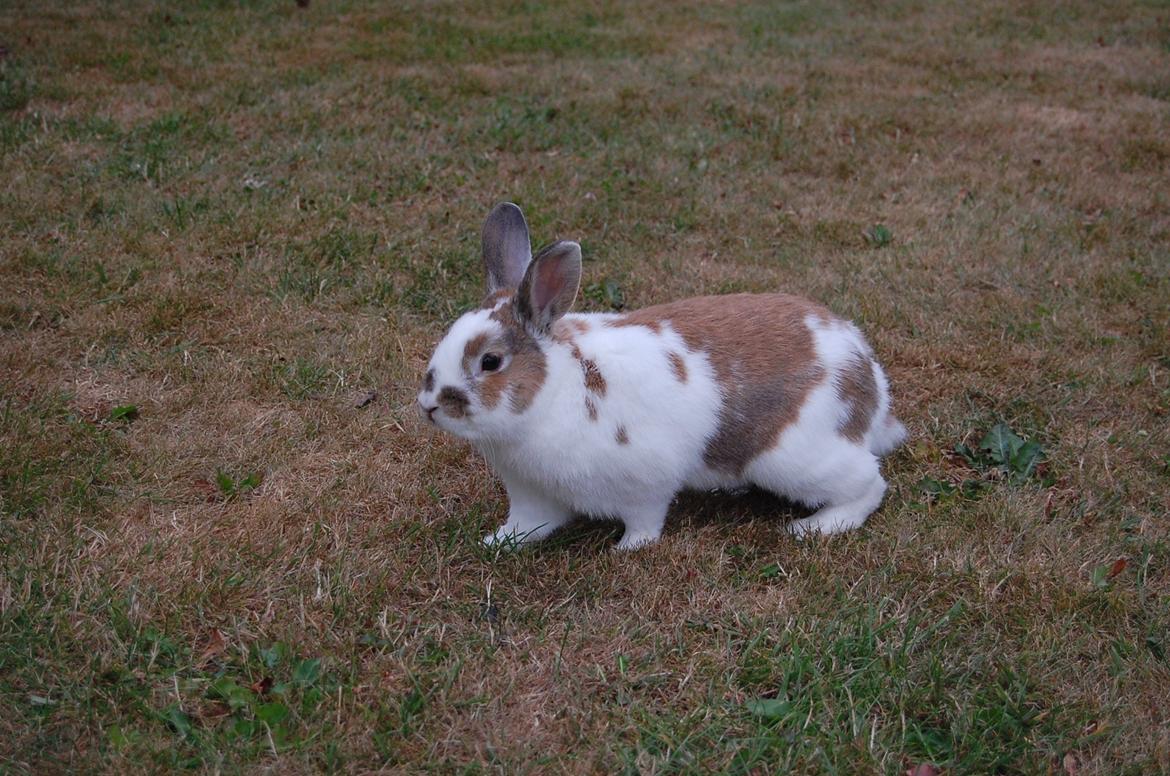 Kanin Hyggegården´s Ninus<3 (Stjernen) My little s billede 23