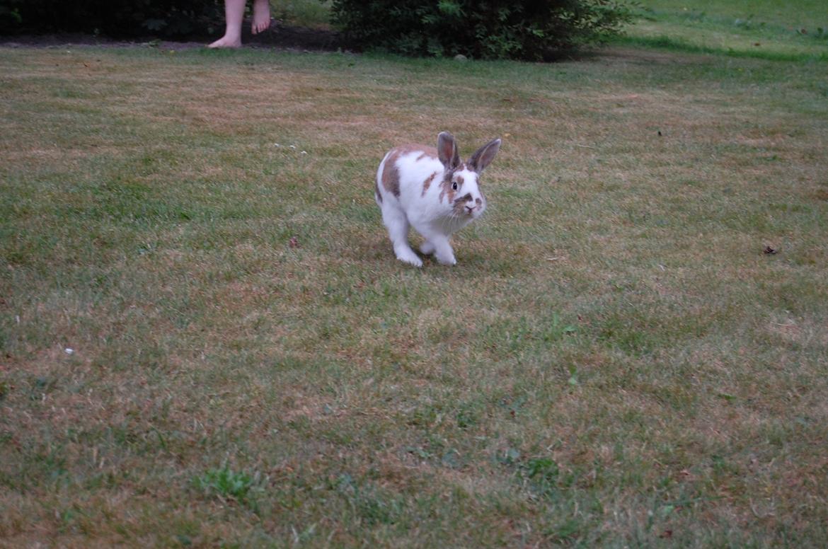 Kanin Hyggegården´s Ninus<3 (Stjernen) My little s billede 24