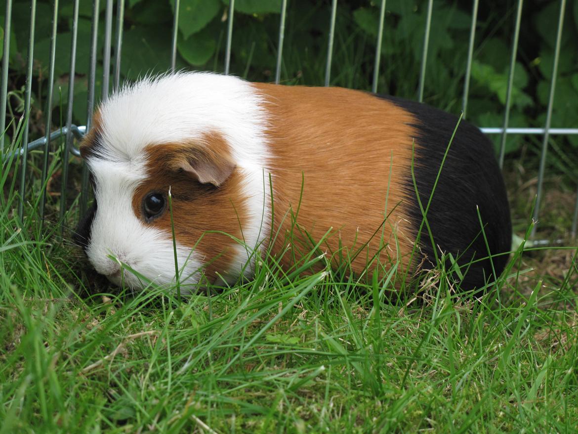 Marsvin Brunpote <3 - Luksus :D billede 1