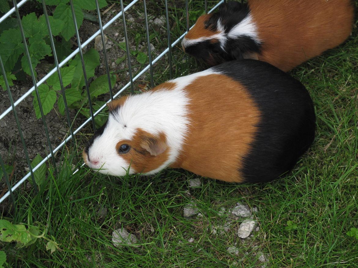 Marsvin Brunpote <3 billede 11