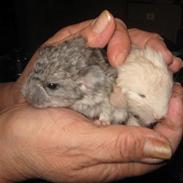 Chinchilla Mysli