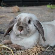 Kanin Brøndlunds Pixie