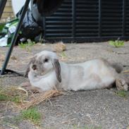 Kanin Brøndlunds Pixie