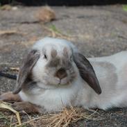 Kanin Brøndlunds Pixie