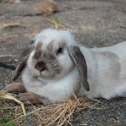 Kanin Brøndlunds Pixie