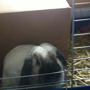 Kanin Brøndlunds Pixie