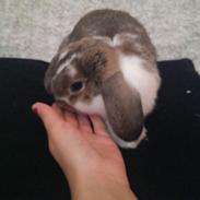 Kanin Ninus - indtil videre