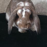 Kanin Ninus - indtil videre