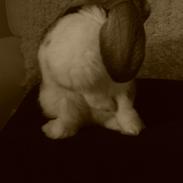 Kanin Ninus - indtil videre