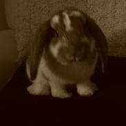 Kanin Ninus - indtil videre