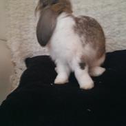 Kanin Ninus - indtil videre