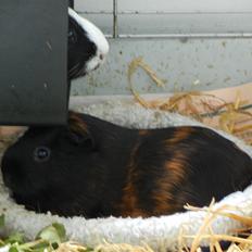Marsvin Mini R.I.P den 2 marts 2015