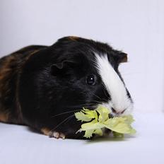 Marsvin Fubbi