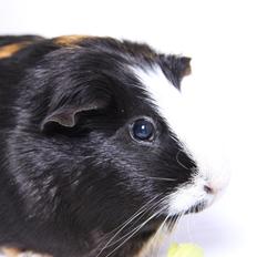 Marsvin Fubbi