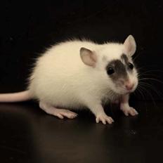 Tamrotte Hell´s Golden Crush