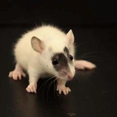 Tamrotte Hell´s Golden Crush