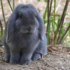 Kanin Egemosgårds Misty