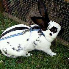 Kanin Engelsk Schecke renracet- Nuser.