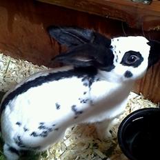 Kanin Engelsk Schecke renracet- Nuser.